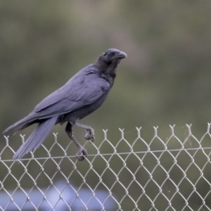 Corvus coronoides at Bruce, ACT - 20 Dec 2017