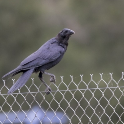 Corvus coronoides (Australian Raven) at Bruce, ACT - 19 Dec 2017 by Alison Milton