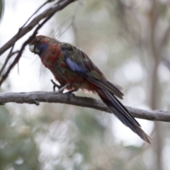 Platycercus elegans (Crimson Rosella) at Bruce, ACT - 19 Dec 2017 by Alison Milton