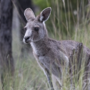 Macropus giganteus at Bruce, ACT - 20 Dec 2017 08:30 AM