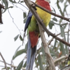 Platycercus eximius (Eastern Rosella) at Bruce, ACT - 19 Dec 2017 by Alison Milton