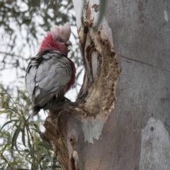 Eolophus roseicapilla (Galah) at Bruce, ACT - 19 Dec 2017 by Alison Milton