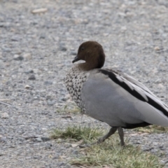 Chenonetta jubata (Australian Wood Duck) at Bruce, ACT - 19 Dec 2017 by AlisonMilton