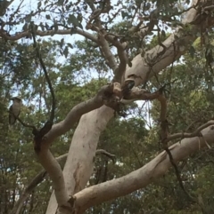 Dacelo novaeguineae (Laughing Kookaburra) at Deakin, ACT - 18 Dec 2017 by KL