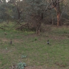 Chenonetta jubata (Australian Wood Duck) at Red Hill to Yarralumla Creek - 20 Dec 2017 by KL