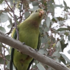 Polytelis swainsonii (Superb Parrot) at Bruce, ACT - 19 Dec 2017 by Alison Milton