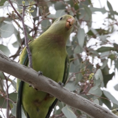 Polytelis swainsonii (Superb Parrot) at Bruce, ACT - 20 Dec 2017 by AlisonMilton
