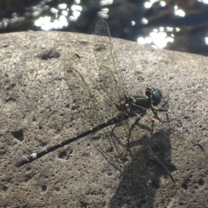 Eusynthemis brevistyla at Paddys River, ACT - 17 Dec 2017