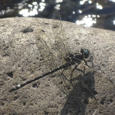 Eusynthemis brevistyla (Small Tigertail) at Tidbinbilla Nature Reserve - 17 Dec 2017 by roymcd