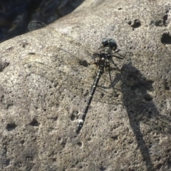 Eusynthemis brevistyla at Paddys River, ACT - 17 Dec 2017