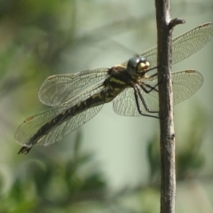 Synthemis eustalacta (Swamp Tigertail) at Paddys River, ACT - 17 Dec 2017 by roymcd