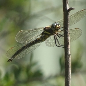 Synthemis eustalacta at Paddys River, ACT - 17 Dec 2017