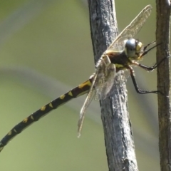 Synthemis eustalacta at Paddys River, ACT - 17 Dec 2017