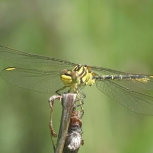 Austrogomphus guerini at Paddys River, ACT - 17 Dec 2017