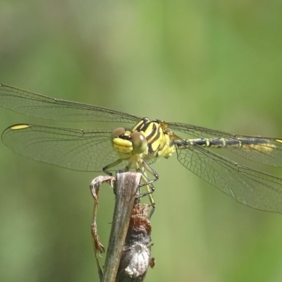 Austrogomphus guerini (Yellow-striped Hunter) at Paddys River, ACT - 17 Dec 2017 by roymcd