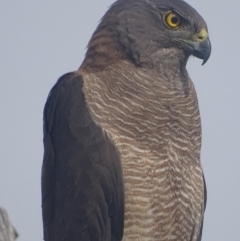 Tachyspiza fasciata (Brown Goshawk) at Deakin, ACT - 19 Dec 2017 by roymcd