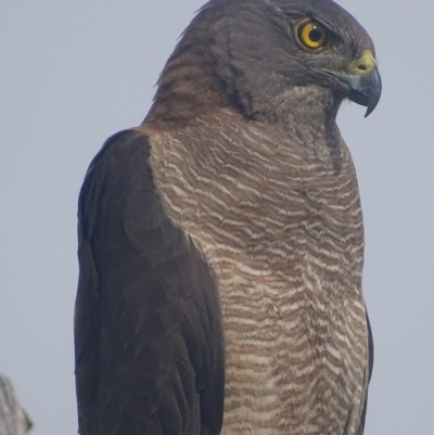 Tachyspiza fasciata (Brown Goshawk) at Deakin, ACT - 19 Dec 2017 by roymcd