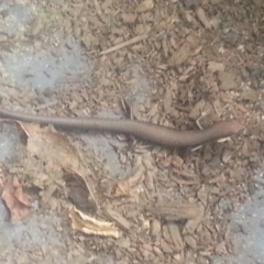 Lampropholis delicata (Delicate Skink) at Watson, ACT - 14 Dec 2017 by MAX