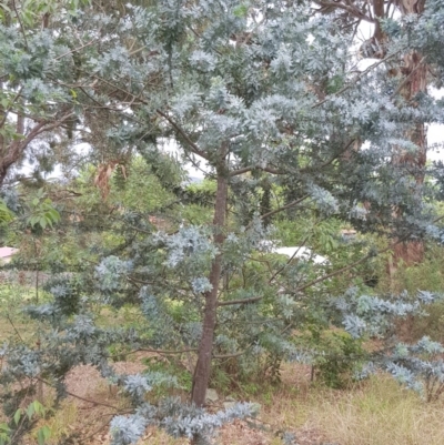 Acacia dealbata (Silver Wattle) at Griffith Woodland - 7 Aug 2019 by ianandlibby1