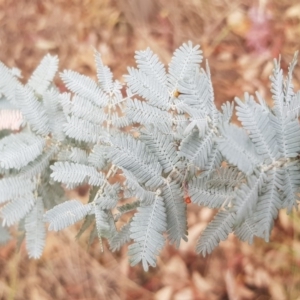 Acacia dealbata at Griffith, ACT - 7 Aug 2019 12:42 PM