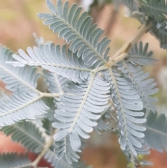 Acacia dealbata at Griffith, ACT - 7 Aug 2019 12:42 PM