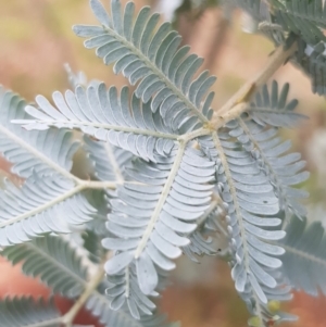 Acacia dealbata at Griffith, ACT - 7 Aug 2019