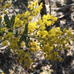 Acacia dealbata at Griffith, ACT - 7 Aug 2019