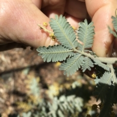 Acacia dealbata at Griffith, ACT - 7 Aug 2019 12:42 PM