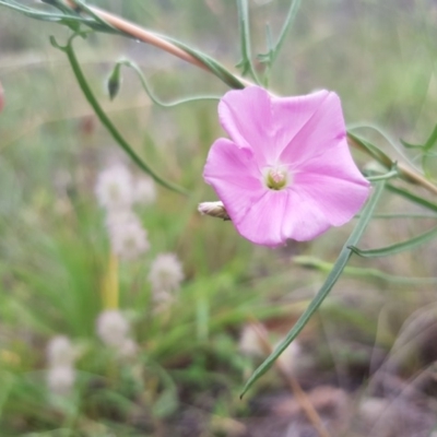 Convolvulus angustissimus subsp. angustissimus (Australian Bindweed) at Griffith, ACT - 20 Dec 2017 by ianandlibby1