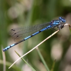 Austrocoenagrion lyelli (Swamp Bluet) at Mount Clear, ACT - 10 Dec 2017 by HarveyPerkins