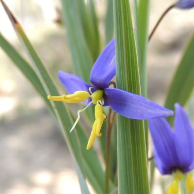 Stypandra glauca (Nodding Blue Lily) at Conder, ACT - 16 Dec 2017 by michaelb