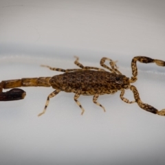 Lychas marmoreus (Little Marbled Scorpion) at Murrumbateman, NSW - 20 Dec 2017 by SallyandPeter