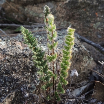 Cheilanthes distans (Bristly Cloak Fern) at Conder, ACT - 16 Dec 2017 by michaelb