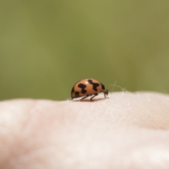 Coccinella transversalis (Transverse Ladybird) at Michelago, NSW - 12 Nov 2017 by Illilanga