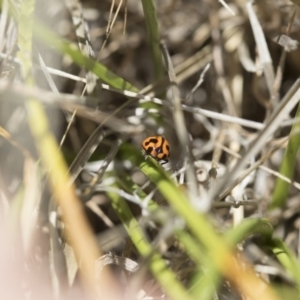 Coccinella transversalis at Michelago, NSW - 12 Nov 2017 12:17 PM