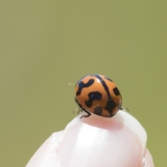 Coccinella transversalis at Michelago, NSW - 12 Nov 2017