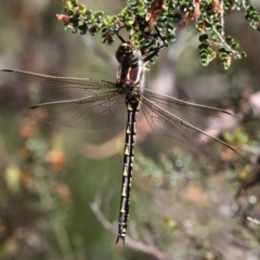 Notoaeschna sagittata (Southern Riffle Darner) at Namadgi National Park - 11 Dec 2017 by HarveyPerkins