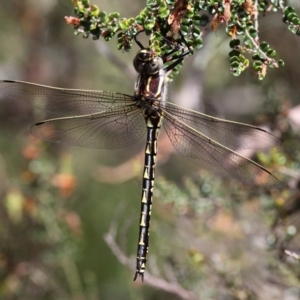 Notoaeschna sagittata at Cotter River, ACT - 11 Dec 2017