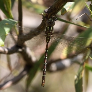 Austroaeschna pulchra at Cotter River, ACT - 17 Dec 2017 03:57 PM