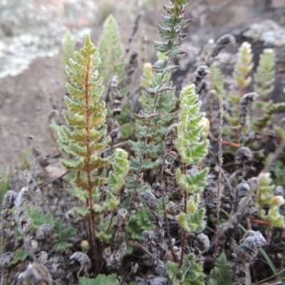 Cheilanthes distans (Bristly Cloak Fern) at Rob Roy Range - 16 Dec 2017 by michaelb