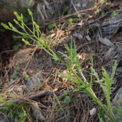 Senecio bathurstianus (Rough Fireweed) at Rob Roy Range - 16 Dec 2017 by MichaelBedingfield