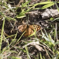 Heteronympha merope (Common Brown Butterfly) at Michelago, NSW - 19 Dec 2017 by Illilanga