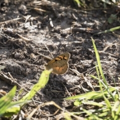 Heteronympha merope at Michelago, NSW - 19 Dec 2017 07:23 AM