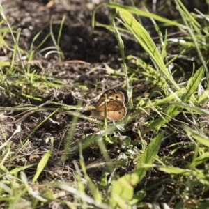 Heteronympha merope at Michelago, NSW - 19 Dec 2017 07:23 AM