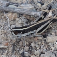 Macrotona australis (Common Macrotona Grasshopper) at Conder, ACT - 16 Dec 2017 by michaelb