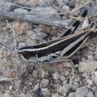 Macrotona australis (Common Macrotona Grasshopper) at Rob Roy Range - 16 Dec 2017 by michaelb