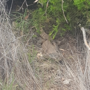 Varanus rosenbergi at Campbell, ACT - suppressed