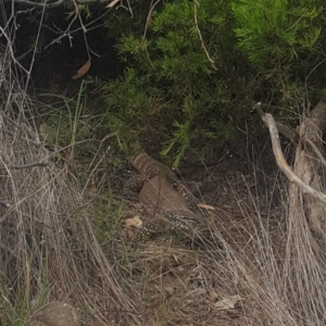 Varanus rosenbergi at Campbell, ACT - suppressed