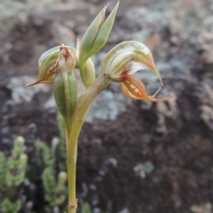 Oligochaetochilus hamatus at Conder, ACT - 16 Dec 2017