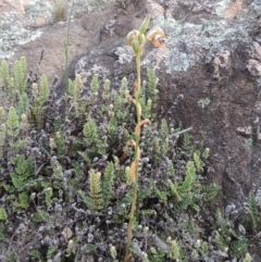 Oligochaetochilus hamatus at Conder, ACT - 16 Dec 2017